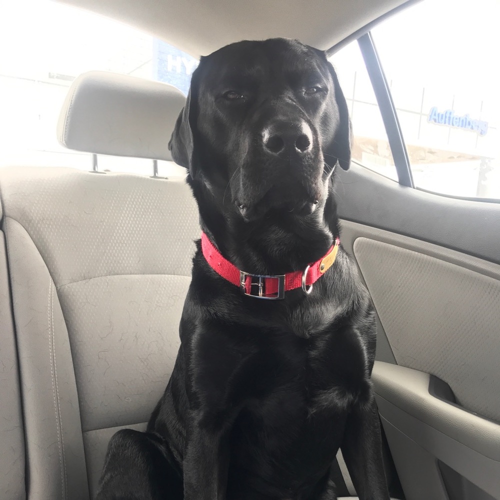 Meet your Posher, Bailey